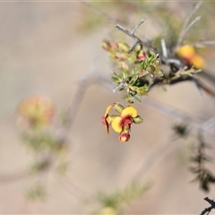 Dillwynia phylicoides (A Parrot-pea) at Yarralumla, ACT - 18 Sep 2024 by Venture