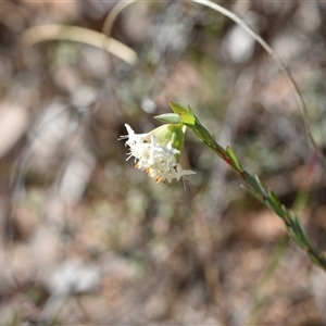 Pimelea linifolia subsp. linifolia at Yarralumla, ACT - 18 Sep 2024 01:15 PM