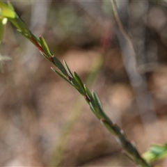 Pimelea linifolia subsp. linifolia at Yarralumla, ACT - 18 Sep 2024 01:15 PM