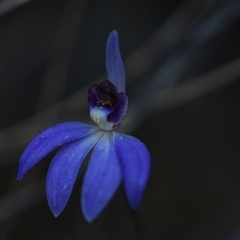 Cyanicula caerulea at Yarralumla, ACT - suppressed