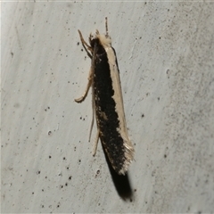 Monopis ethelella (Dead Sheep's Moth) at Freshwater Creek, VIC - 17 Aug 2021 by WendyEM