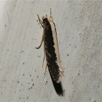 Monopis ethelella (Dead Sheep's Moth) at Freshwater Creek, VIC - 18 Aug 2021 by WendyEM