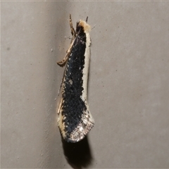 Monopis ethelella (Dead Sheep's Moth) at Freshwater Creek, VIC - 17 Aug 2021 by WendyEM