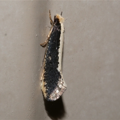 Monopis ethelella (Dead Sheep's Moth) at Freshwater Creek, VIC - 18 Aug 2021 by WendyEM