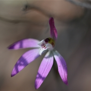 Caladenia fuscata at Yarralumla, ACT - suppressed