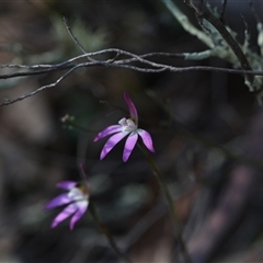 Caladenia fuscata at Yarralumla, ACT - suppressed