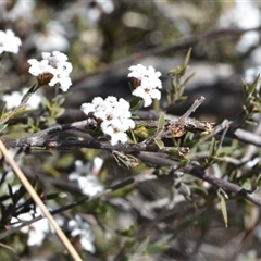 Leucopogon virgatus (Common Beard-heath) at Yarralumla, ACT - 18 Sep 2024 by Venture