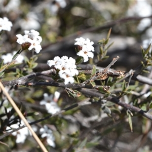 Leucopogon virgatus at Yarralumla, ACT - 18 Sep 2024