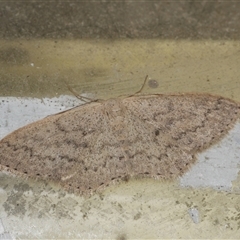 Scopula optivata (Varied Wave) at Freshwater Creek, VIC - 17 Aug 2021 by WendyEM