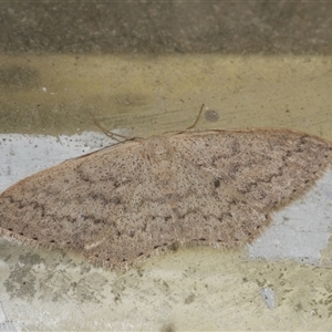 Scopula optivata at Freshwater Creek, VIC - 18 Aug 2021