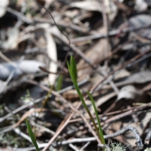 Diuris sp. at Yarralumla, ACT - 18 Sep 2024