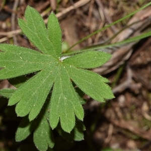 Geranium solanderi var. solanderi at Paddys River, ACT - 15 Sep 2024