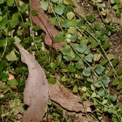 Asplenium flabellifolium (Necklace Fern) at Paddys River, ACT - 15 Sep 2024 by Venture