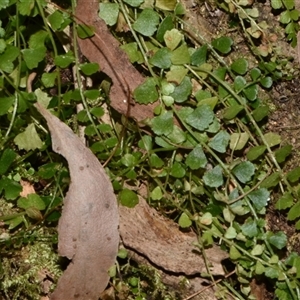 Asplenium flabellifolium at Paddys River, ACT - 15 Sep 2024