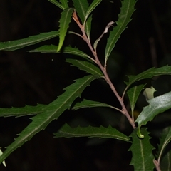 Lomatia myricoides (River Lomatia) at Paddys River, ACT - 15 Sep 2024 by Venture