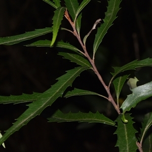 Lomatia myricoides at Paddys River, ACT - 15 Sep 2024