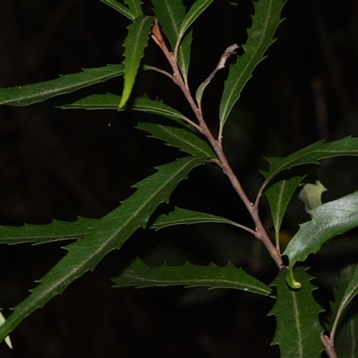 Lomatia myricoides (River Lomatia) at Paddys River, ACT - 15 Sep 2024 by Venture