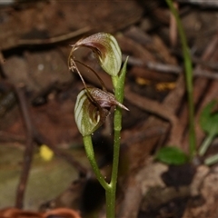 Pterostylis pedunculata (Maroonhood) at Paddys River, ACT - 15 Sep 2024 by Venture