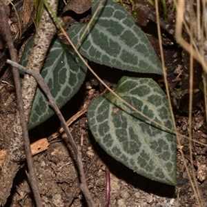 Clematis aristata at Paddys River, ACT - 15 Sep 2024