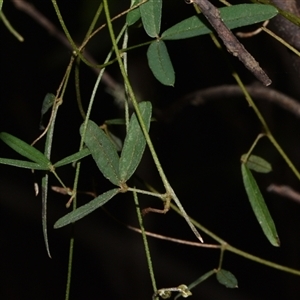 Glycine clandestina at Paddys River, ACT - 15 Sep 2024 02:30 PM