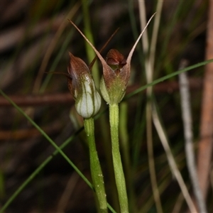 Pterostylis pedunculata at Paddys River, ACT - 15 Sep 2024