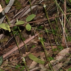 Pterostylis pedunculata at Paddys River, ACT - suppressed