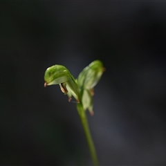 Bunochilus montanus (Montane Leafy Greenhood) at Paddys River, ACT - 15 Sep 2024 by Venture