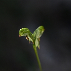 Bunochilus montanus (ACT) = Pterostylis jonesii (NSW) at Paddys River, ACT - suppressed