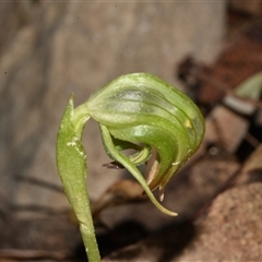 Pterostylis nutans (Nodding Greenhood) at Paddys River, ACT - 15 Sep 2024 by Venture