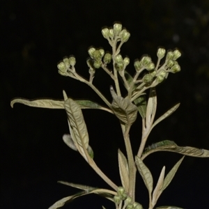 Olearia lirata at Paddys River, ACT - 15 Sep 2024