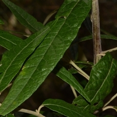 Olearia lirata at Paddys River, ACT - 15 Sep 2024