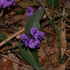 Hardenbergia violacea at Paddys River, ACT - 15 Sep 2024