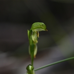 Bunochilus montanus (Montane Leafy Greenhood) at Paddys River, ACT - 15 Sep 2024 by Venture