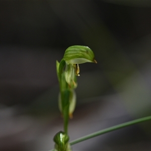 Bunochilus montanus at Paddys River, ACT - 15 Sep 2024