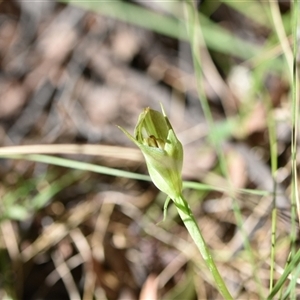 Pterostylis curta at Paddys River, ACT - suppressed