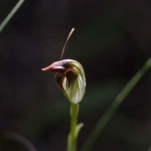 Pterostylis pedunculata at Paddys River, ACT - 15 Sep 2024