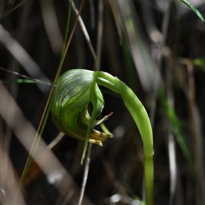 Pterostylis nutans at Paddys River, ACT - suppressed