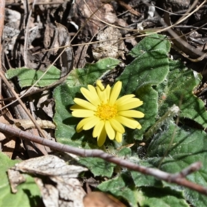 Cymbonotus sp. (preissianus or lawsonianus) at Paddys River, ACT - 15 Sep 2024