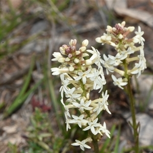 Stackhousia monogyna at Throsby, ACT - 14 Sep 2024