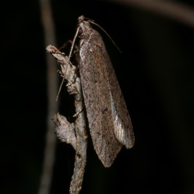 Eulechria convictella (Eulechria convictella) at Freshwater Creek, VIC - 17 Aug 2021 by WendyEM