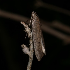 Eulechria convictella at Freshwater Creek, VIC - 18 Aug 2021