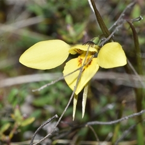 Diuris chryseopsis at Throsby, ACT - suppressed