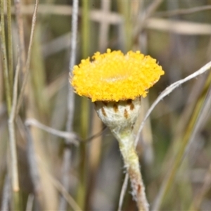 Leptorhynchos squamatus subsp. squamatus at Throsby, ACT - 14 Sep 2024