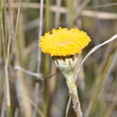 Leptorhynchos squamatus subsp. squamatus (Scaly Buttons) at Throsby, ACT - 14 Sep 2024 by Venture