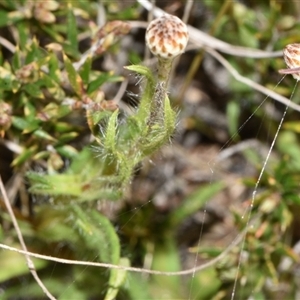 Leptorhynchos squamatus subsp. squamatus at Throsby, ACT - 14 Sep 2024 03:34 PM