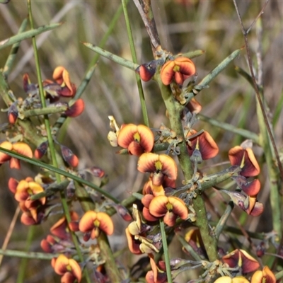 Daviesia genistifolia (Broom Bitter Pea) at Throsby, ACT - 14 Sep 2024 by Venture