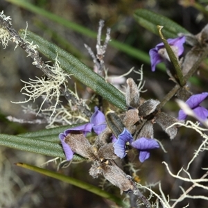 Hovea heterophylla at Throsby, ACT - 14 Sep 2024