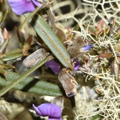 Hovea heterophylla at Throsby, ACT - 14 Sep 2024 03:29 PM