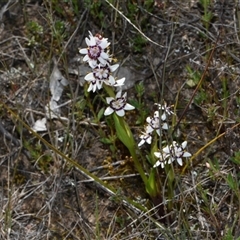 Wurmbea dioica subsp. dioica (Early Nancy) at Throsby, ACT - 14 Sep 2024 by Venture