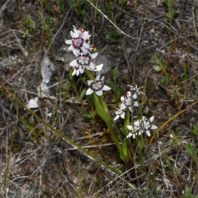 Wurmbea dioica subsp. dioica (Early Nancy) at Throsby, ACT - 14 Sep 2024 by Venture